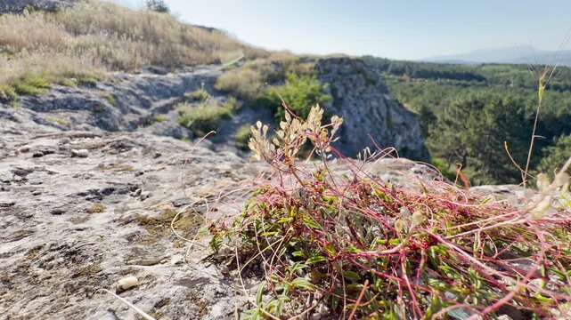 Dodder grows across the rugged stones of a cliff in Crimea. This resilient, parasitic plant thrives under the bright sun. The wild, untouched landscape evokes a sense of peaceful endurance.