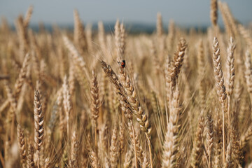 Obraz premium Ripe golden wheat field ready for harvest under summer sky