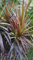 Obraz premium Vertical view of a colorful ornamental plant with long vibrant purple and green leaves on lawn grass, gardening concept