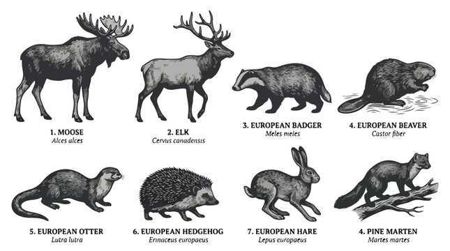 Collection of various wild animals in their natural habitats, including moose, elk, and forest creatures