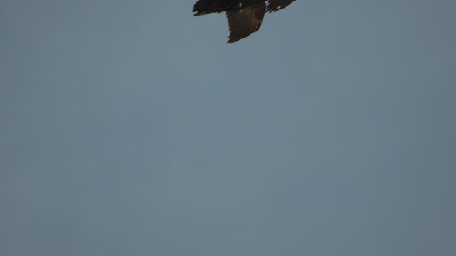 Ravens, crows, wildlife, two black birds fighting aggressively mid-air during a territorial battle against a pale blue sky