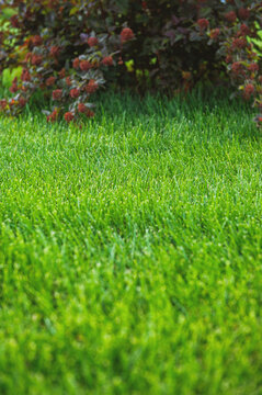Fresh grass creates vibrant natural background