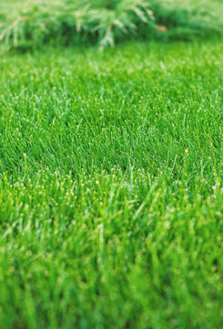 Fresh grass creates vibrant natural background