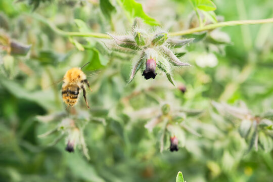 Bumblebee approaching hairy plant with dark flowers, pollinating in garden