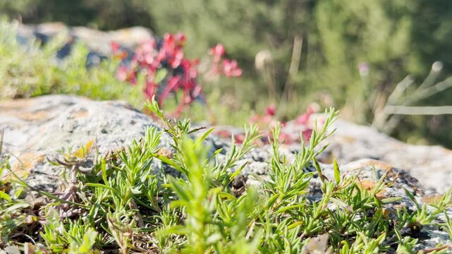 Green succulents and red spurge flowers grow on a rugged rocky cliff in Crimea. This vibrant nature scene feels peaceful and resilient, inspiring deep wonder for the wild, untouched landscape.