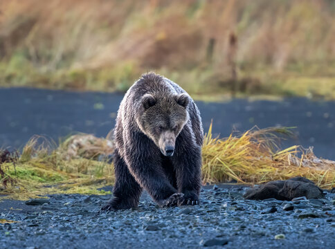 Angry Kodiak bear staring down a rival