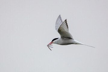 High key image of an arctic tern bird against the sky © feeferlump