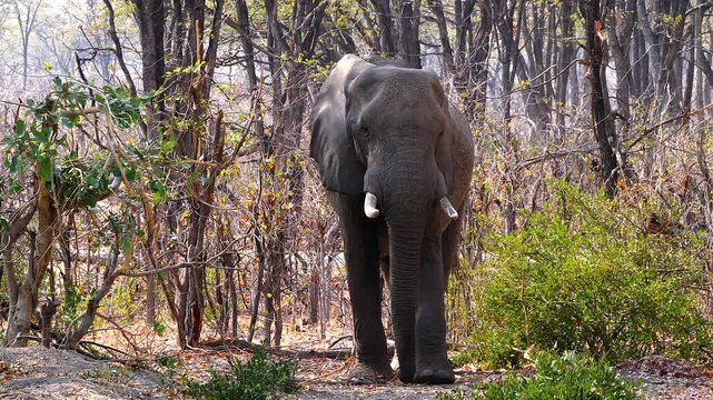 african elephant, Loxodonta africana, comes out of the forest and approaches 123 
