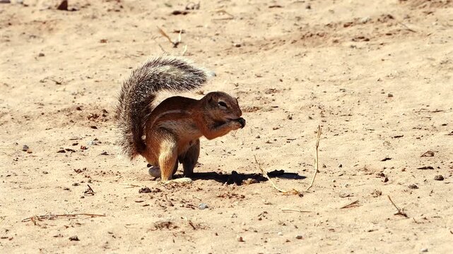 ground squirrel, Xerus inauris, makes shadow by using his bushy tail as a parasol 502
