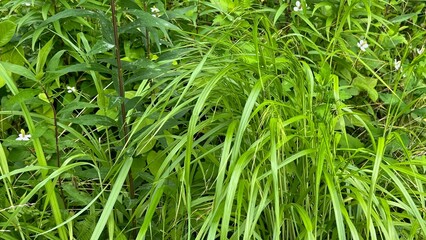 Obraz premium green background, fresh green background, plant background