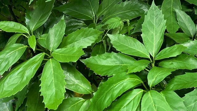 green background, fresh green background, plant background, Aucuba japonica leaves