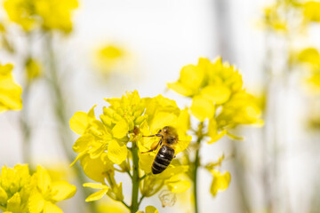 Honey bee collecting pollen from yellow flower © Barosanu
