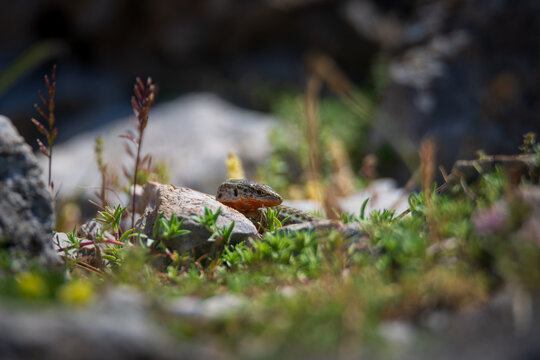 Small wild lizard basking on a stone in green grass