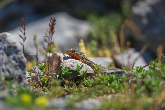 Small wild lizard basking on a stone in green grass