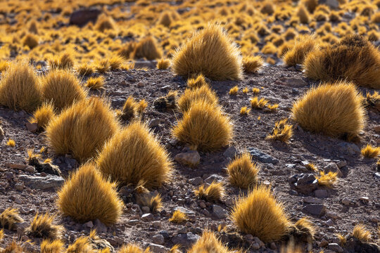 View of Piedras Rojas featuring golden bunchgrass growing in the arid rocky desert landscape of San Pedro de Atacama, Antofagasta, Chile.