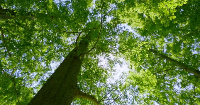 初夏の爽やかな青空と見上げる新緑のメタセコイア並木