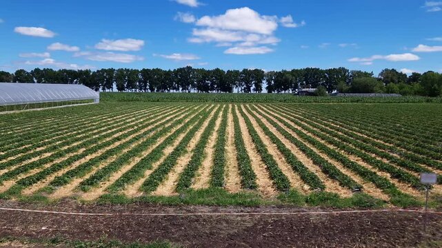 Long rows of green strawberry plants grow on a rural farm with a greenhouse under a bright sky. Concept of commercial agriculture, food production, and sustainable farming practices.