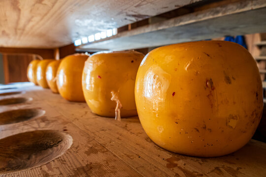 Cheese wheels arranged on wooden shelves in a dairy shop during daylight hours in a rural area