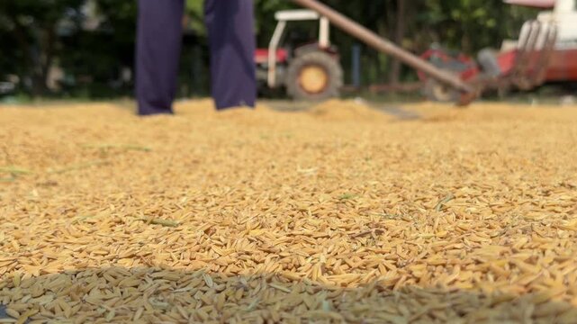 A person distributes harvested rice across the ground near agricultural equipment during routine work on a drying area. Food production