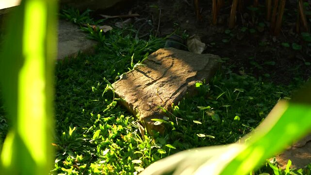 Sunlight glows through leaves onto a mossy garden stone. Greenery surrounds the weathered stone, casting soft shadows. Nature thrives in quiet, sun-dappled corners