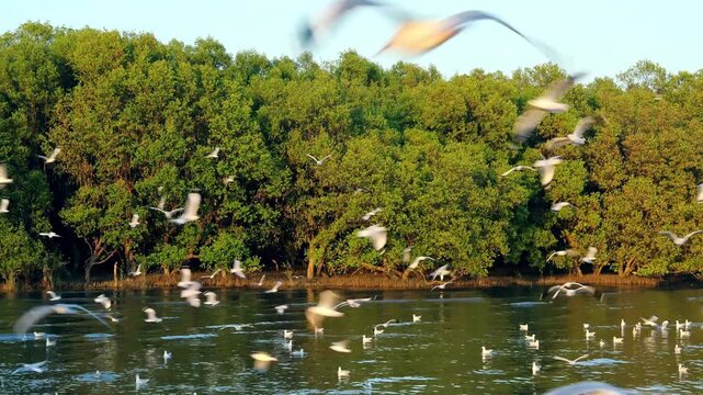 Flock of migratory brown-headed gulls rafting and floating on water at Bang Pu, Samut Prakan, Thailand