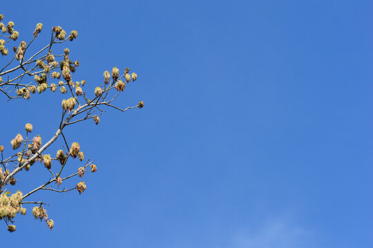 Boxelder maple branches with flowers - Latin name - Acer negundo