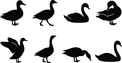 Obraz premium Duck, Goose, and Swan Silhouettes in Various Natural Poses Collection