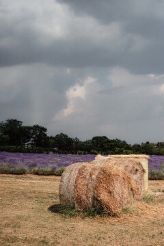 View of Proud Mountain Lavender Meadow with golden hay bales resting in rows of purple lavender under a dramatic cloudy sky in Pilisborosjeno, Hungary.