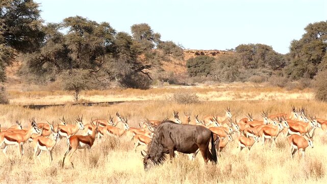 wildebeast, Connochaetes taurinus, and  springbok herd in Kalahari 553
