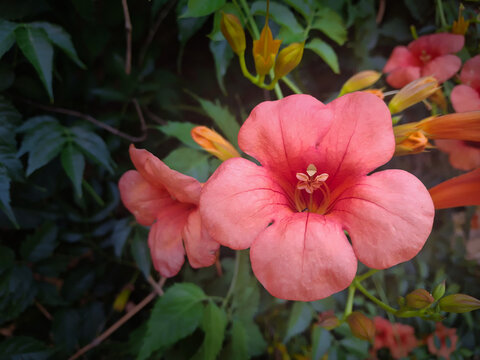 delicate and vivid five-petaled flower with the background of its foliage in the hedge