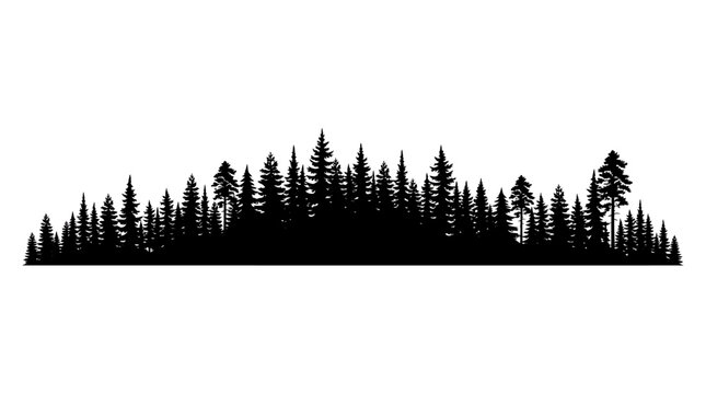 Pine tree forest silhouette, black conifer landscape, nature scene border, vector trees
