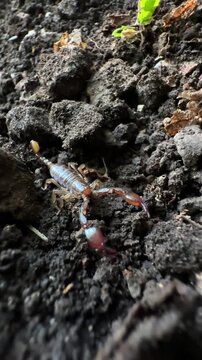 Vertical close-up of a small scorpion crawling on dirt in its natural habitat