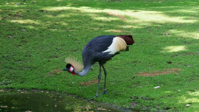 The Black Crowned Crane, Balearica pavonina is a bird in the crane family Gruidae.