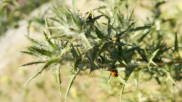 Ladybugs crawl on a spiky thistle in Crimea. The rugged plant provides a home for these tiny insects. This wild, sunny scene evokes feelings of curiosity and peaceful nature.