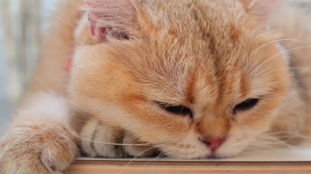 Close up of sleepy golden shaded cat dosing and looking drowsy inside home