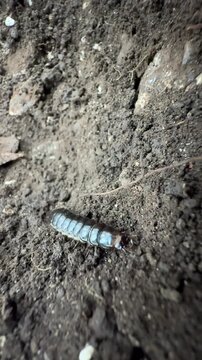 Macro Close-Up of a Robust Multi-Legged Crawling Insect