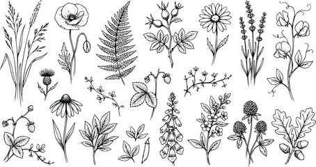 Botanical sketches wildflowers herbs leaves ink drawing vector set © Prosun Design