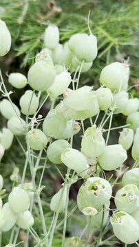 Wild Edible Herbs: Bladder Campion in Its Natural Habitat