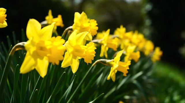 A row of bright yellow daffodils blooms in the spring sunshine with green foliage and a dark background