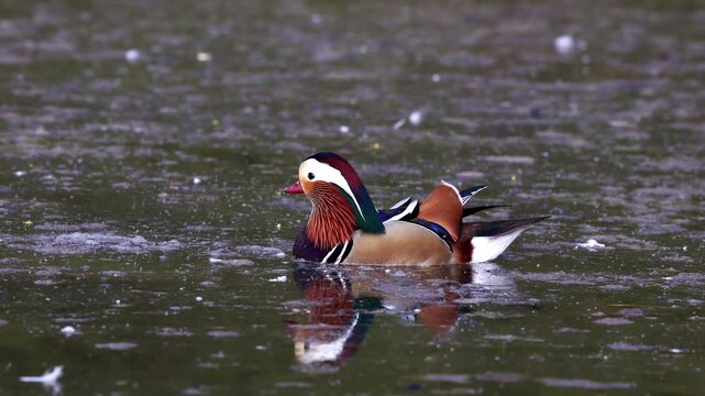 The mandarin duck, Aix galericulata is a perching duck species found in East Asia. Here at a lake in Munich, Germany