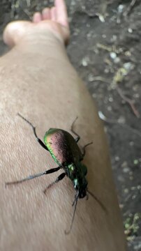 Close-Up of a Metallic Green Beetle Crawling on Human Skin