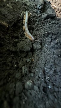 Macro Close-Up of a Centipede Crawling on Dark Soil