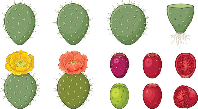 Prickly pear cactus botanical vector illustration set featuring green nopales pads yellow orange flowers whole pitahaya tuna fruits roots and cut halves.