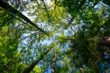 Fototapeta premium Forest canopy green tree sky sunlight branch woodland
