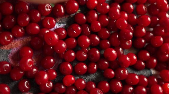 4K footage of hands sorting and picking fresh ripe red cherries