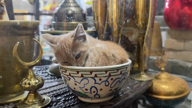 Kitten sits in a bowl among decorative items in a shop