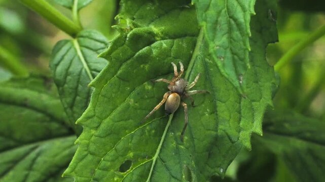 Small brown spider on green mint leaf with natural birdsong.