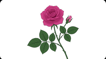 Naklejka premium Wild rose branch vector illustration with pink blooming flower and green leaves for floral design element