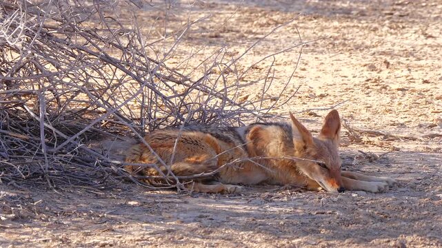 black-backed jackal, Canis mesomelas, resting in shadow 575
