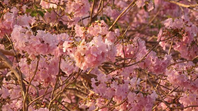 Enchanted Pink Tecoma Blossoms Shining in Morning Sunlight